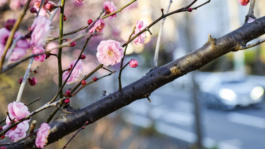 【横浜市】淡いピンクの梅が見ごろ 〈緑区・竹山団地のバス通り〉
