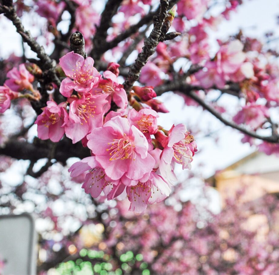 【花情報】河津桜、2023年早くも開花＠横浜市瀬谷区　相沢川沿い