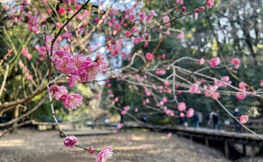 梅の香ふわり～川崎市宮前区の県立東高根森林公園で「紅梅」や「蝋梅」が開花