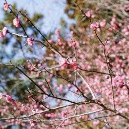 【横浜市旭区・こども自然公園】早咲きの八重寒紅が開花　２月２５日は毎年恒例「梅の花茶屋」開催予定