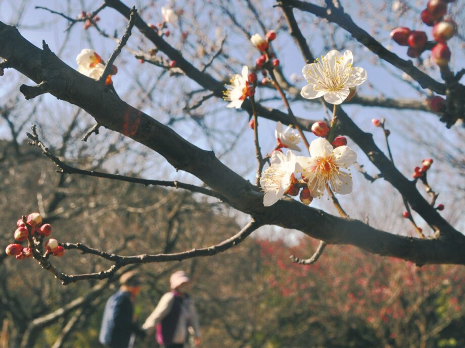 【花情報】寒空に咲く「梅の花」＠横浜市栄区　本郷ふじやま公園