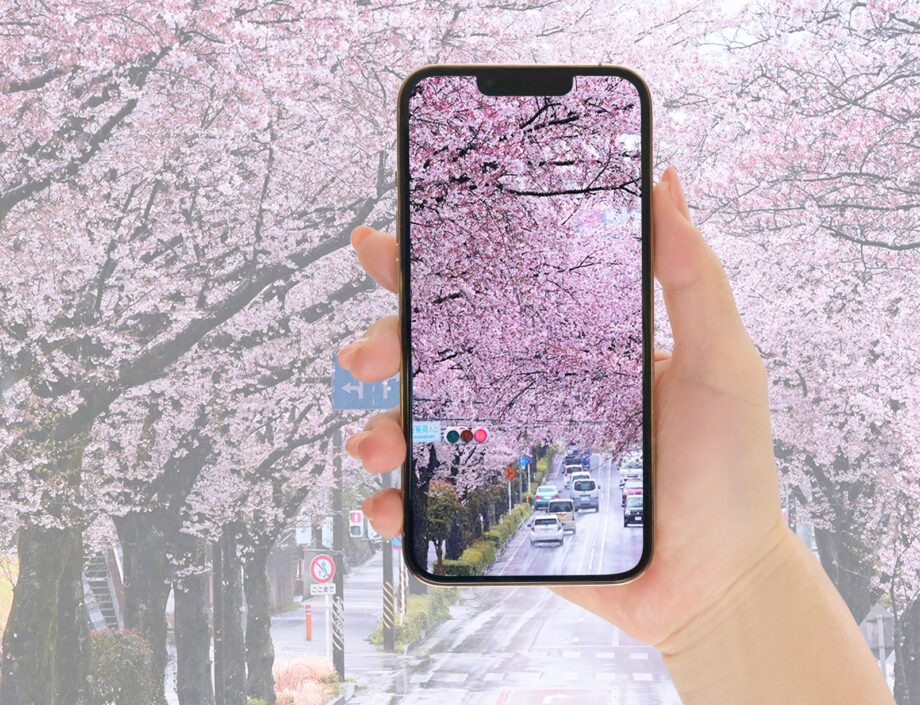 ＜厳選5地点＞秦野で桜の写真撮るならココ！SNSで“映える”はだの桜フォトスポット