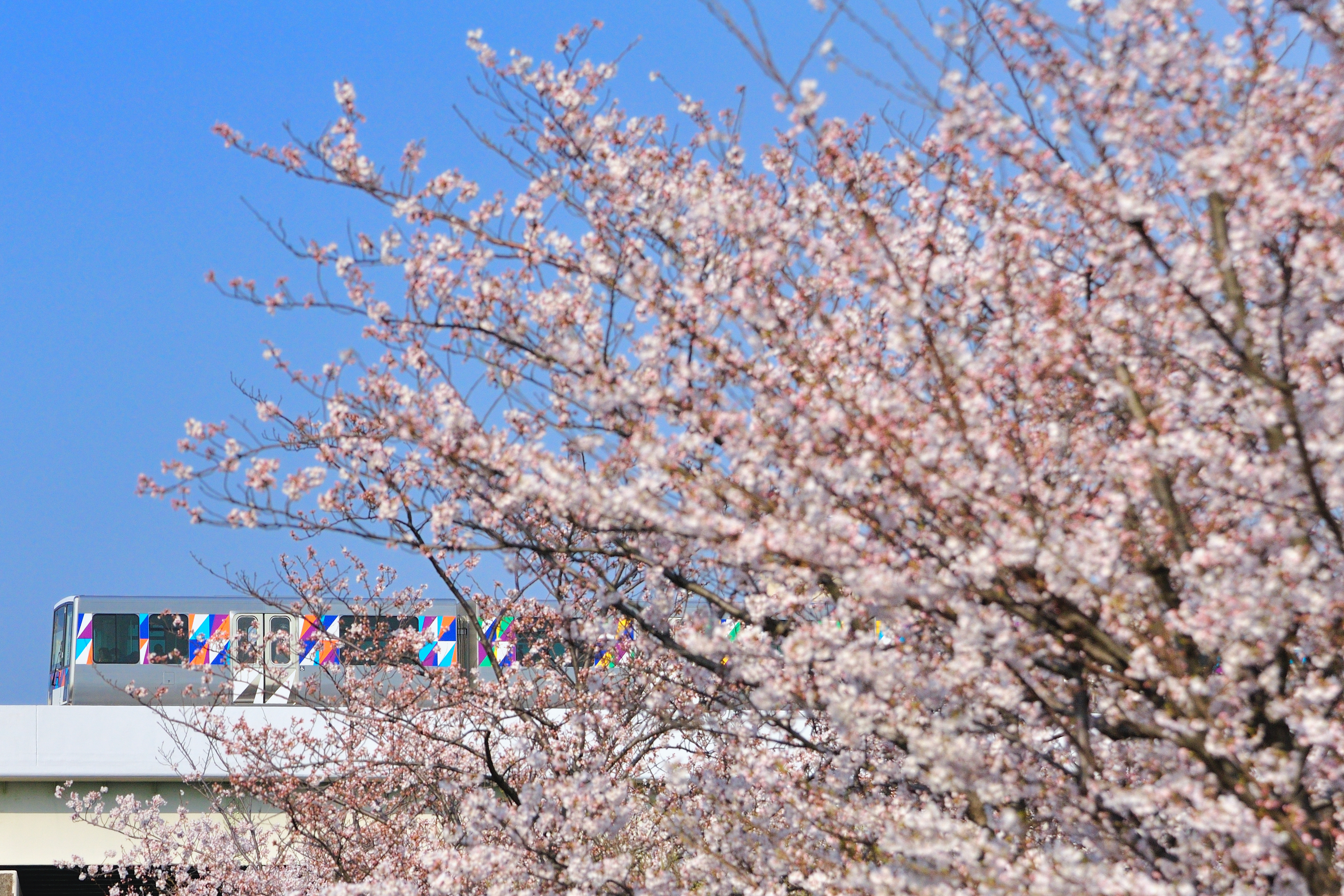 シーサイドライン沿線でお花見さんぽ！厳選8カ所の見どころと