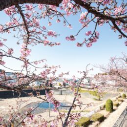 【花情報】横浜市泉区、領家の河津桜に2023年春の訪れ