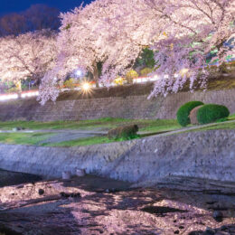 ＜秦野・夜桜ライトアップ＞午後6時から2つの表情を楽しむ！弘法山とカルチャーパークにて3月22日～4月9日まで開催
