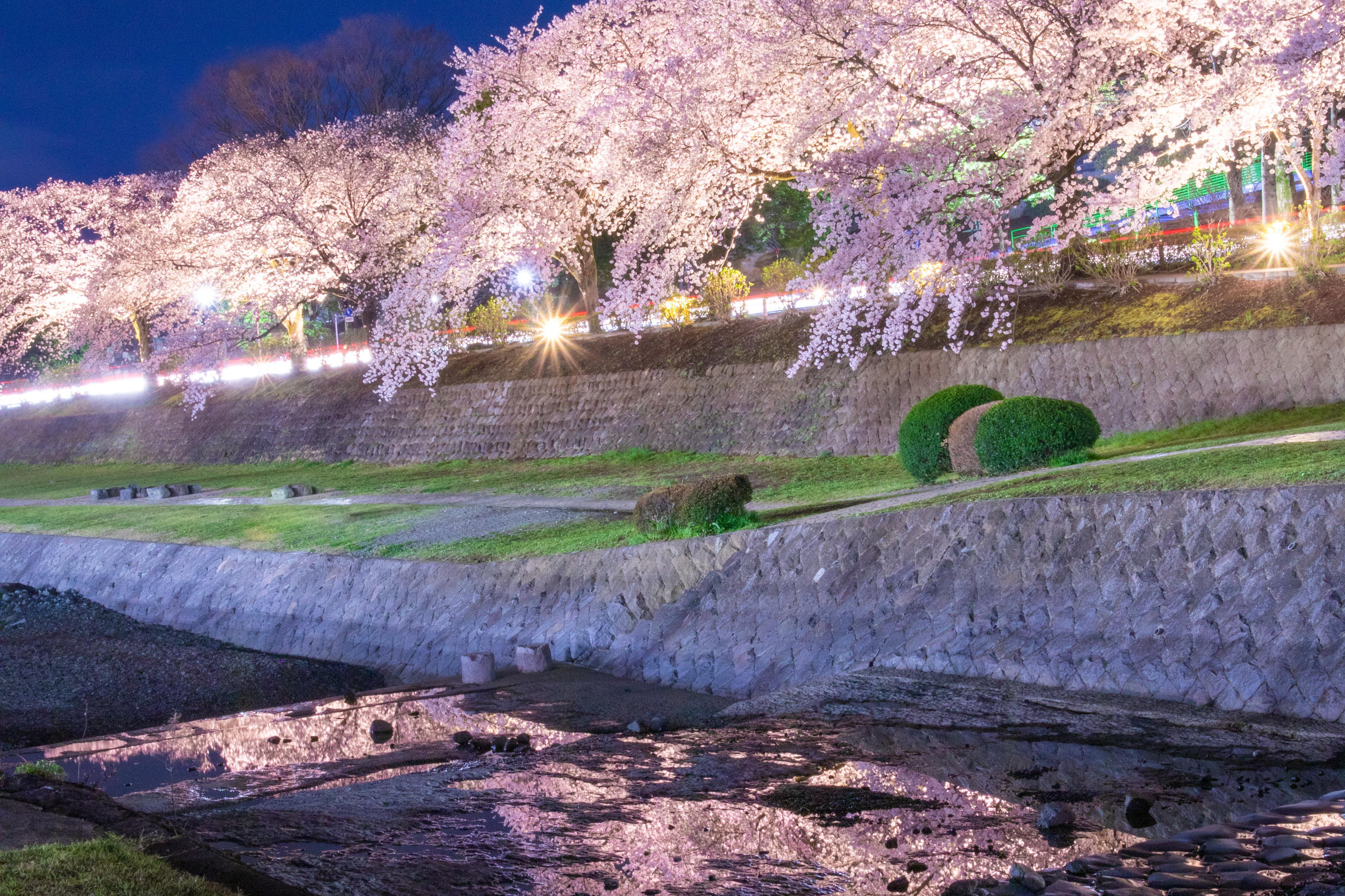 秦野・夜桜ライトアップ＞午後6時から2つの表情を楽しむ！弘法山と