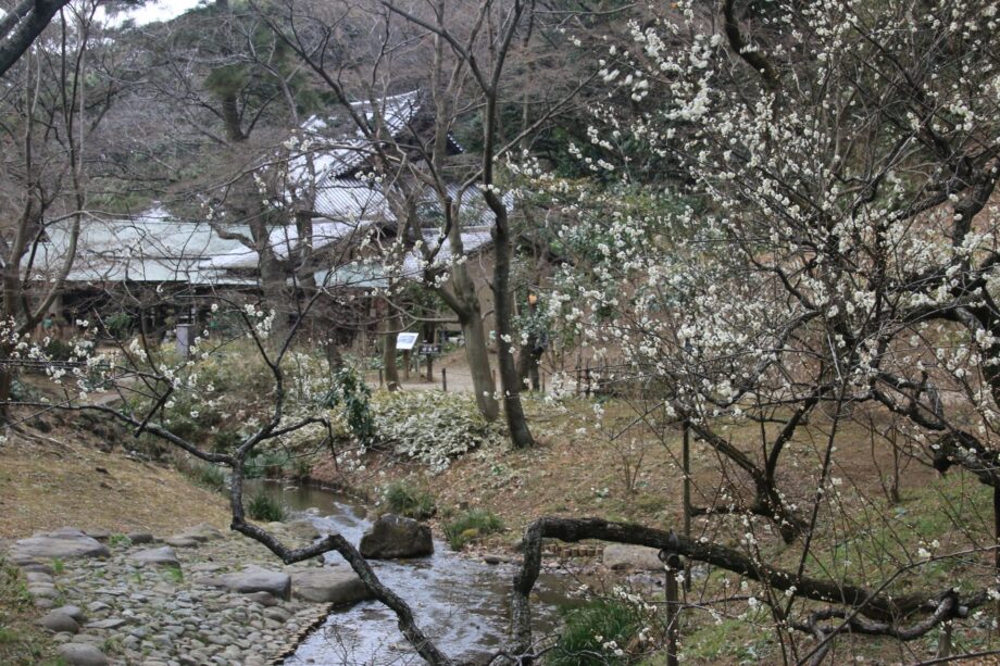「三渓園散策〜梅の香に誘われて早春の庭園散歩」約８Kmのコース＠水緑の健康ウォーク