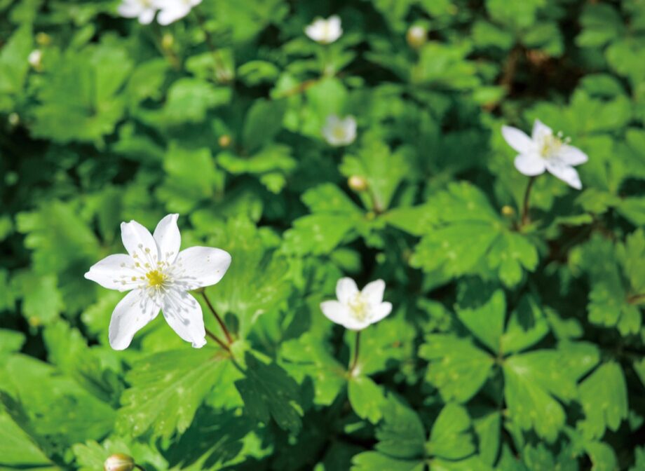 県立塚山公園で春の山野草を観察しませんか？専門スタッフが解説します