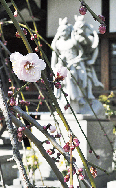 横浜市磯子区妙法寺で「幻の杉田梅林 」の賑わい復興を目指して「杉田梅まつり」2023年2月18日・19日