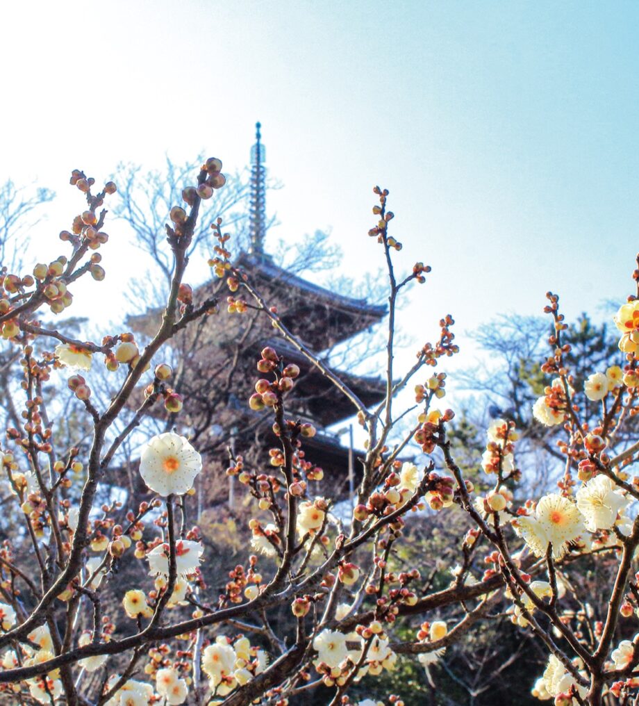 5000本の梅が咲き香る　「第49回 観梅会」3年ぶり開催　～三溪園（横浜市中区）～