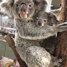 横浜市の金沢動物園でコアラの母子を公開　2022年4月誕生の子どもの愛称投票は2月12日まで！