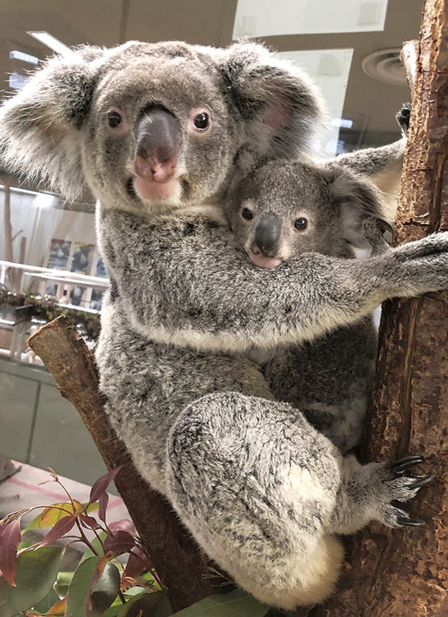 横浜市の金沢動物園でコアラの母子を公開　2022年4月誕生の子どもの愛称投票は2月12日まで！