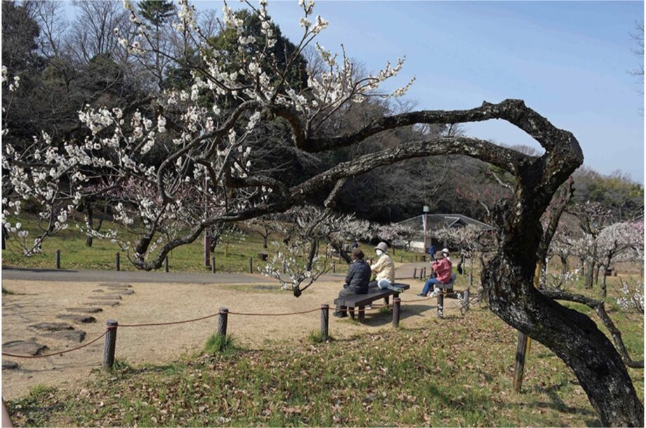横浜市港北区で「2023こうほくの梅の花写真コンテスト」作品募集中