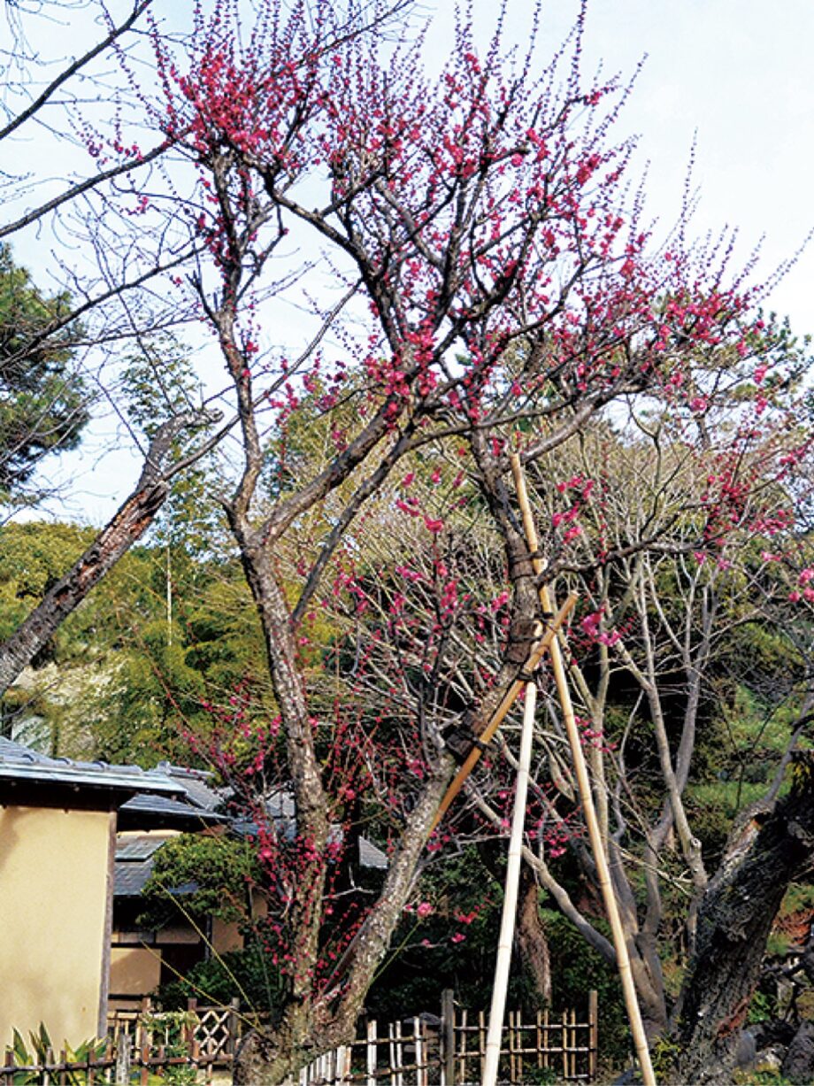 茅ヶ崎に春の訪れを告げる「梅まつり」３年ぶり2023年2月11日開催＠高砂（たかすな）緑地内松籟庵