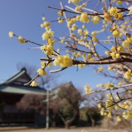 【横浜市都筑区】〈東方天満宮〉 甘い香り漂う 蝋梅から梅へ