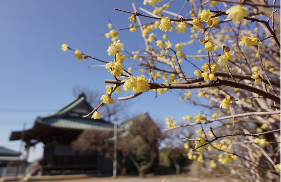 【横浜市都筑区】〈東方天満宮〉 甘い香り漂う 蝋梅から梅へ