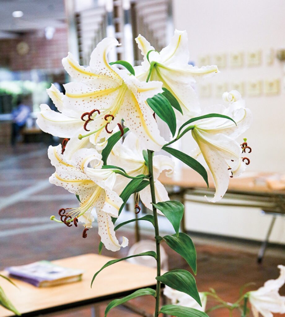 ヤマユリ育苗講習会＜2023年3月23日＞＠川崎市麻生区