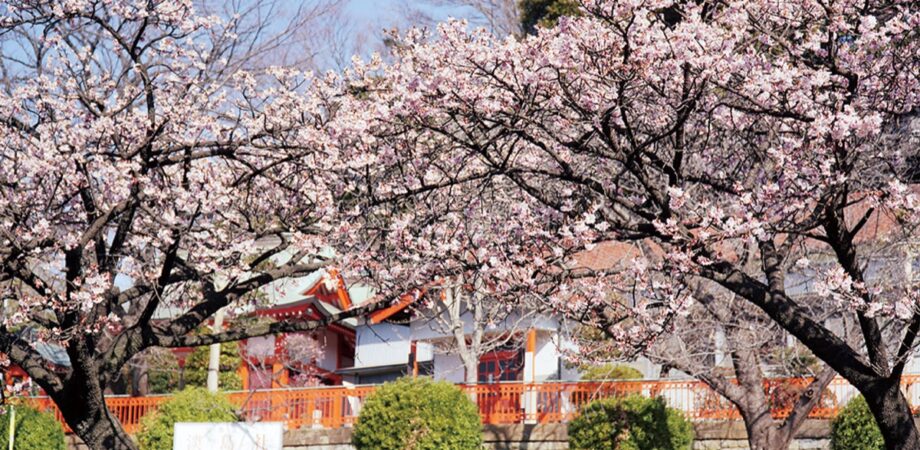 【横浜市都筑区】折本町の淡島社 早咲き桜満開に 3月3日は例大祭開催