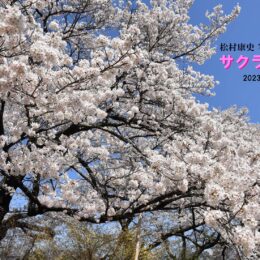 ひと足早い｢桜｣楽しんで　松村康史さん写真展が茅ヶ崎ギャラリー街路樹で開催
