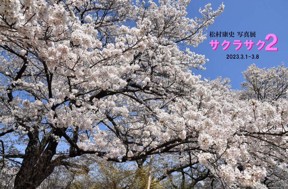 ひと足早い｢桜｣楽しんで　松村康史さん写真展が茅ヶ崎ギャラリー街路樹で開催
