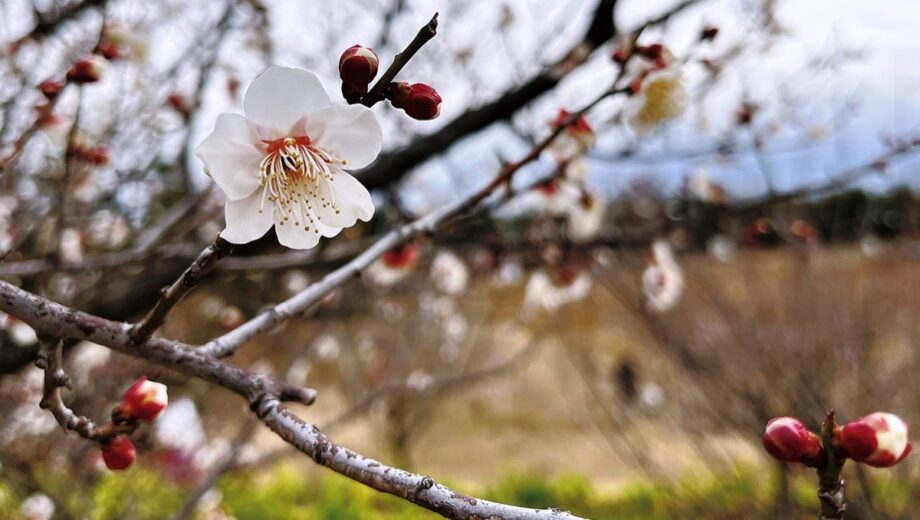 2023年・花菜ガーデンで15品種の色とりどりの梅が見ごろに＠平塚市