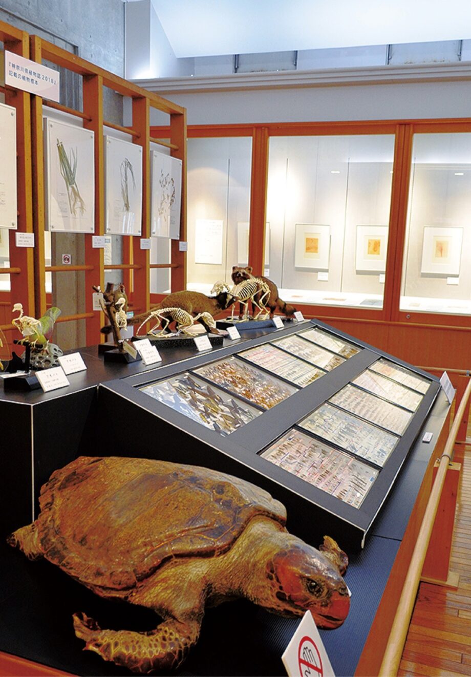 「レオナルド・ダ・ヴィンチの手稿～自然科学を記録する～」デジタルアート体験も＠大磯町郷土資料館