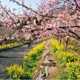2023年も春の訪れを告げる「河津桜」大磯町・二宮町・中井町で開花