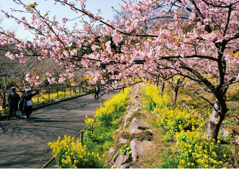 2023年も春の訪れを告げる「河津桜」大磯町・二宮町・中井町で開花