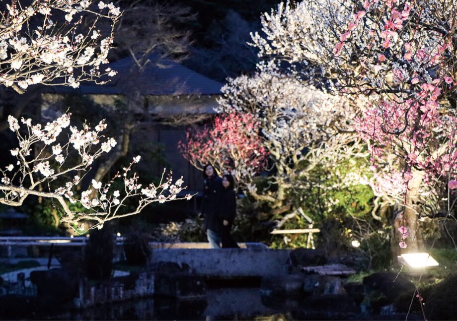 鎌倉・長谷寺 <初の梅ライトアップ>白やピンク色の梅30本【2023年3月5日まで】