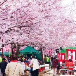 【2023年も中止】寒川町倉見桜緑道・緑地公園「さくらまつり」