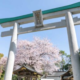 ライトアップも魅力「南はだの村 桜まつり」2023年 3月25日～4月16日開催@神奈川県・出雲大社相模分祠