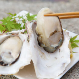 全国でも珍しい完全外洋養殖の岩ガキ！？真鶴町の新しい特産品・岩牡蠣「鶴宝」（かくほう）は4月下旬からいよいよ出荷！