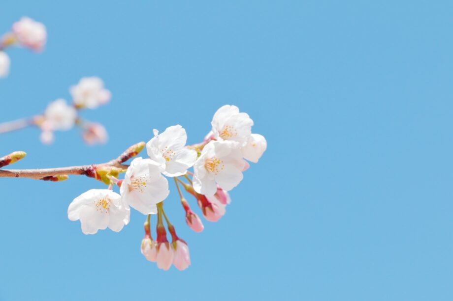 ＜3月25日・26日＞春の訪れ告げる桜　横浜市戸塚区で「さくらまつり」開催