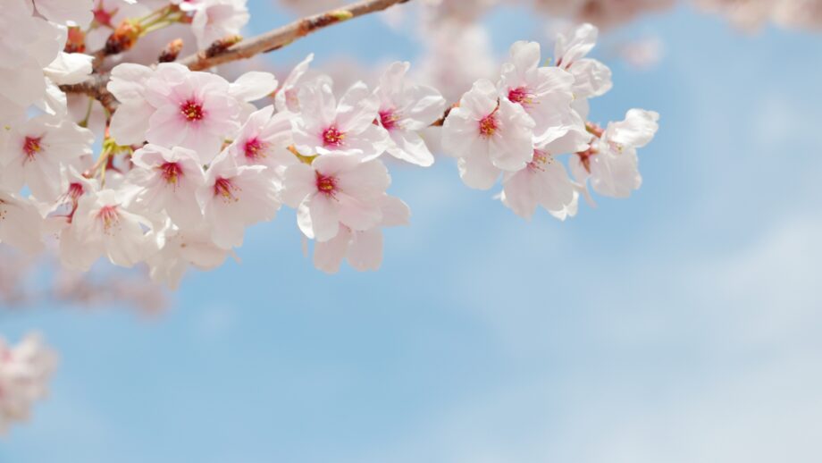 【3月26日】「奈良川桜フェスティバル」開催 ＠横浜市青葉区・恩田駅付近