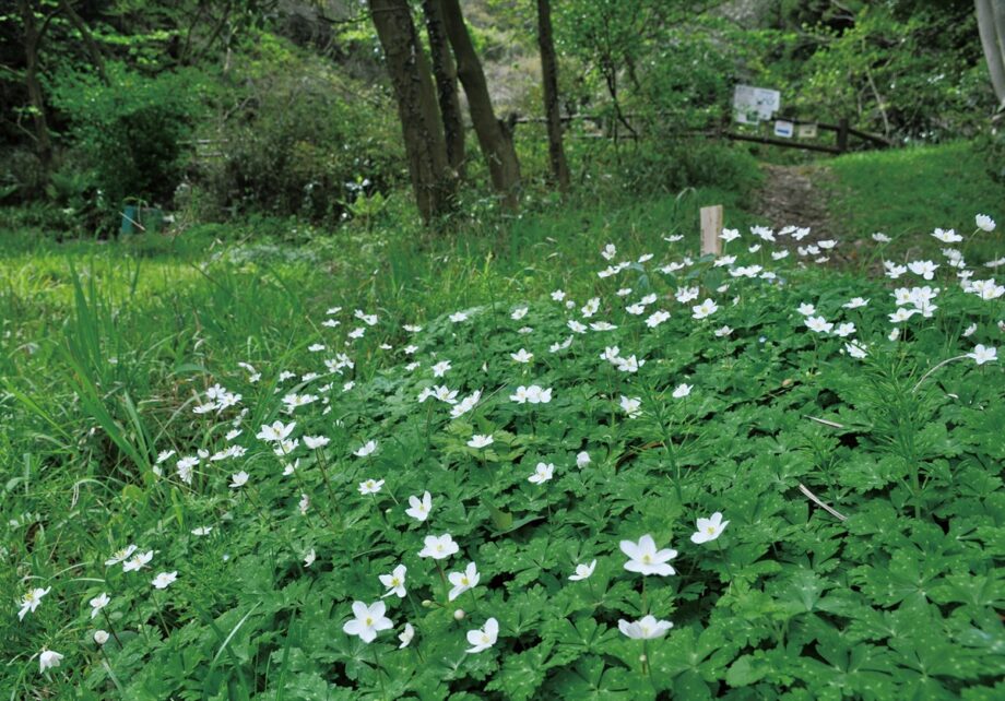 ＜4月2日まで＞横須賀リサーチパークに”ニリンソウ”群生地公開里山に春の花