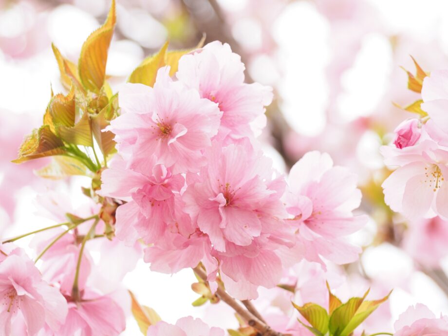 【３月25日】川崎市多摩区の川崎市緑化センターで「桜まつり」キッチンカー中心に飲食店が集う