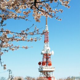2023年3月、湘南平（高麗山公園）の桜が見ごろを迎え交通規制始まる＠平塚市・大磯町