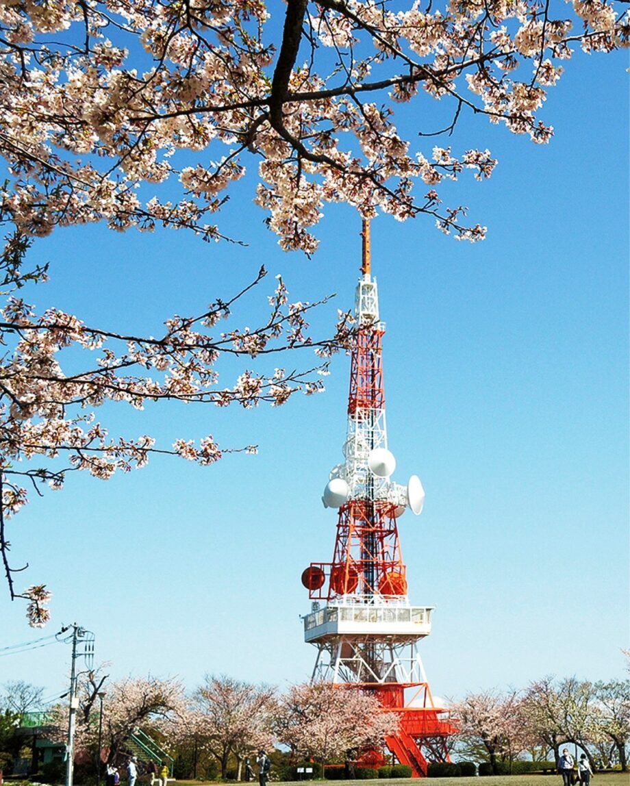 2023年3月、湘南平（高麗山公園）の桜が見ごろを迎え交通規制始まる＠平塚市・大磯町
