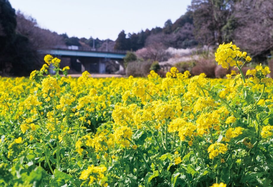 【花情報】横浜市旭区・追分市民の森　2023年3月、菜の花　咲き始める
