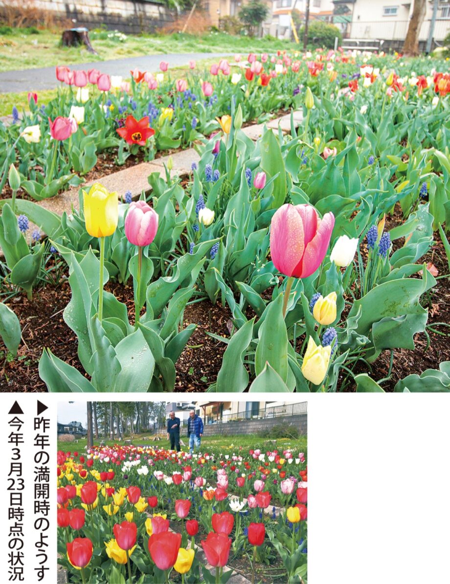 【花情報】｢春の風物詩｣チューリップ　見ごろに　＠横浜市泉区　下和泉公園