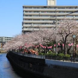 横浜市南区で初の「みなみ桜まつり」開催～蒔田公園で2023年3月25、26日～春・夏の区民まつり統合
