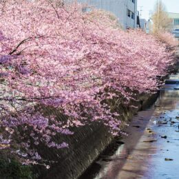川崎市多摩区の五反田川の河津桜が2023年も見頃を迎える～対岸川沿いの花壇でも季節の花々が咲き誇る