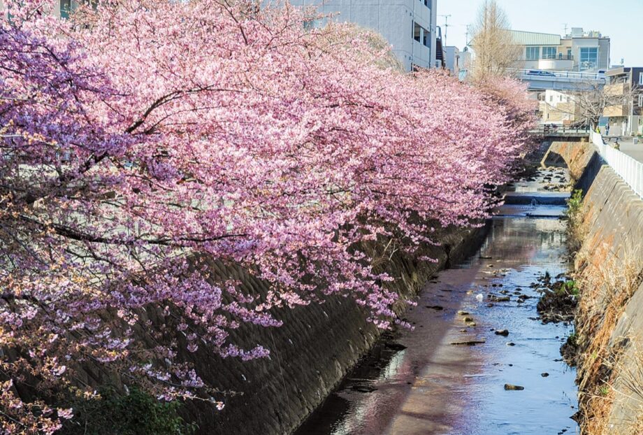 川崎市多摩区の五反田川の河津桜が2023年も見頃を迎える～対岸川沿いの花壇でも季節の花々が咲き誇る