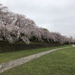 秦野・ソメイヨシノの定点観測2023