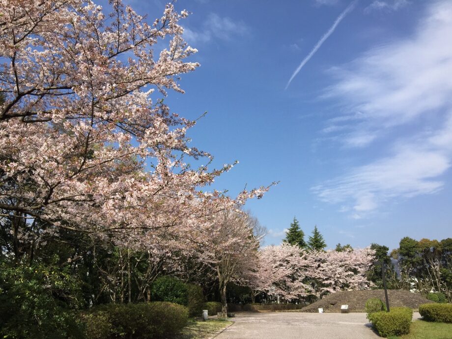 秦野・桜土手古墳公園で「お花見フェア2023」初開催！桜×グルメ×歴史まとめて満喫しよう