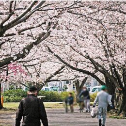 【４月１日・２日桜まつり】2023年は昼夜２部制で開催！グルメやコンサートも＠さむかわ中央公園