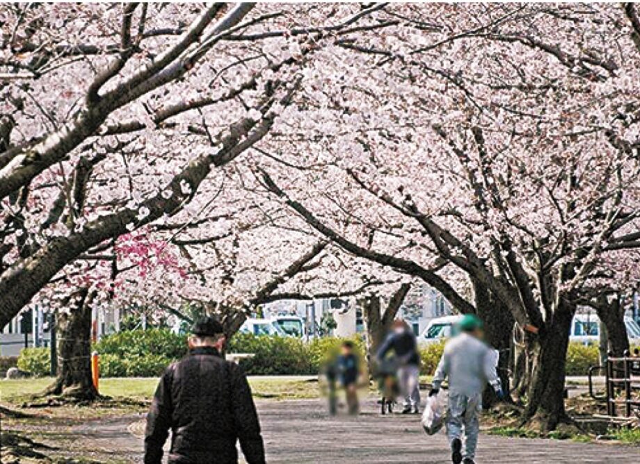【４月１日・２日桜まつり】2023年は昼夜２部制で開催！グルメやコンサートも＠さむかわ中央公園