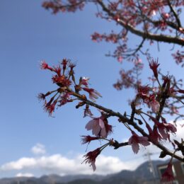 秦野・おかめ桜の定点観測2023
