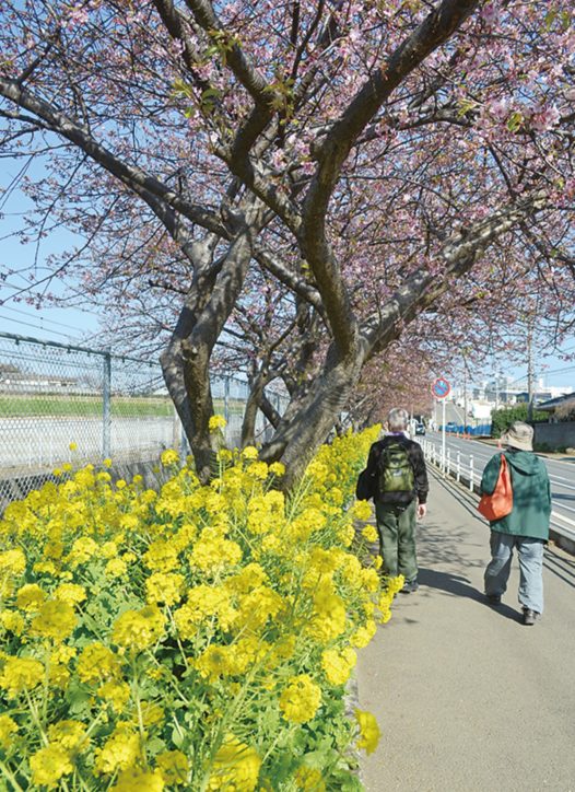 第19回三浦海岸”桜まつり”期間延長3月12日まで　＜3月5日には三浦国際マラソンも同時開催＞