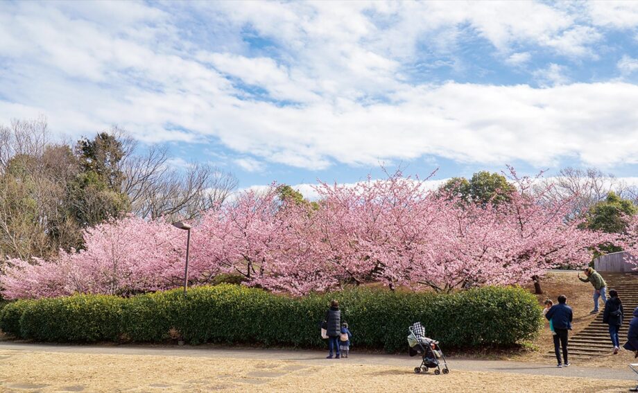 【横浜市都筑区】河津桜が満開＠茅ケ崎公園